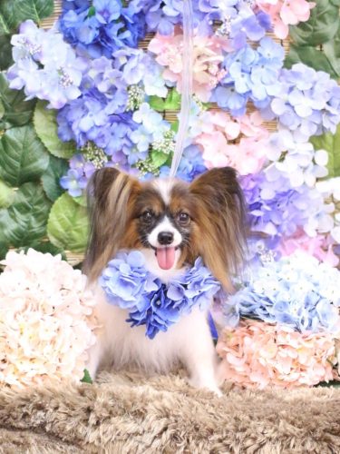 20250604ラナちゃん